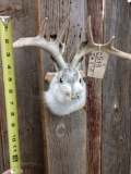 South Dakota Jackalope Shoulder Mount Taxidermy