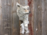 Coyote Wall Pedestal Taxidermy Mount