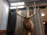 Famous Pitchfork Bull Elk Shoulder Mount Taxidermy