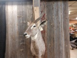 African Waterbuck Shoulder Mount Taxidermy