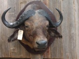 African Cape Buffalo Shoulder Mount Taxidermy