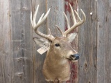 5x5 Shoulder Mount Whitetail