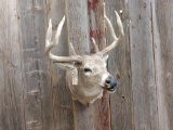 4x3 Shoulder Mount Whitetail