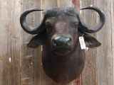 African Cape Buffalo Shoulder Mount Taxidermy