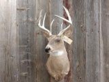 4x4 Whitetail Shoulder Mount Taxidermy