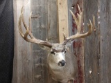 Big Mule Deer Shoulder Mount Taxidermy