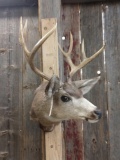 Mule Deer Shoulder Mount Taxidermy