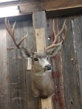 5x5 Mule Deer Shoulder Mount Taxidermy