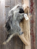 BIG Porcupine Hanging On Driftwood Full Body Taxidermy