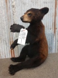 Black Bear Cub Sitting Pose Taxidermy Mount