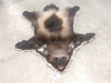 Alaskan Wolverine Rug Taxidermy