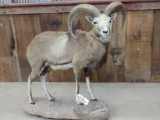 Painted Desert Ram Sheep Full Body Taxidermy Mount