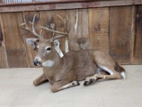 4x4 Whitetail Deer Laying Down Full Body Taxidermy Mount