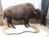 American Bison /Buffalo Full Body Taxidermy Mount