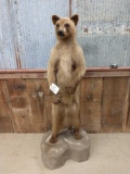 Blonde Phase Standing Black Bear Full Body Taxidermy Mount