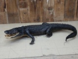 Cool Alligator Full Body Taxidermy Mount