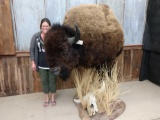 Spectacular American Bison Buffalo Half Body Taxidermy Mount