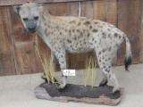 African Hyena Full Body Taxidermy Mount