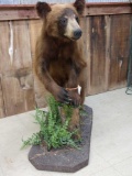 Juvenile Cinimon Black Bear Full Body Taxidermy Mount