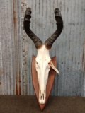 African Hartebeest Skull On Plaque