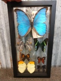 Peruvian Butterfly Display Taxidermy