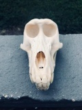 Chacma Baboon Skull