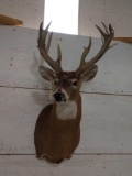 17 Point Whitetail Shoulder Mount Taxidermy