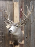 13 Point Mule Deer Shoulder Mount Taxidermy