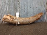 Wooly Mammoth Tusk Section