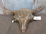 Ancient Bison /Buffalo Skull From The Pleistocene Period