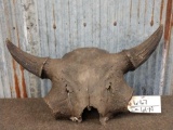 Ancient Bison/Buffalo Skull From The Pleistocene Period