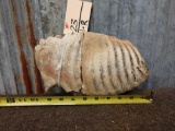 Wooly Mammoth Or Mastodon Molar