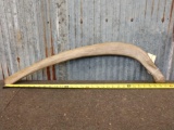 Wooly Mammoth Or Mastodon Rib Bone