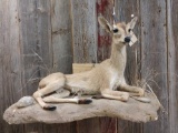 African Duiker Full Body Taxidermy Mount