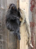 Juvenile Black Porcupine Full Body Taxidermy