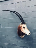 Scimitar Horned Oryx Shoulder Mount Taxidermy