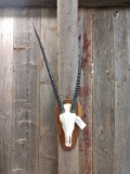 African Gemsbok Skull With Detachable Horns Taxidermy