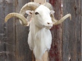 Texas Dall Ram Sheep Shoulder Mount Taxidermy