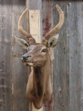 Spike Elk In Velvet Shoulder Mount Taxidermy