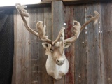 Extra nice Alaskan Caribou Shoulder Mount In Velvet