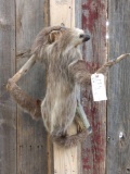 Rare Two Toed Sloth Full Body Taxidermy Mount