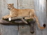 Full Body Taxidermy Mount Mountain Lion