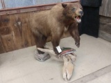 Brown Phase Black Bear With Fish Full Body Taxidermy