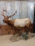 Beautiful Elk Full Body Taxidermy Mount