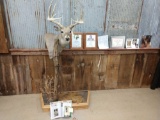 Boone & Crockett Record Book Whitetail Shoulder Mount Taxidermy