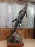 Spectacular Alligator Full Body Taxidermy Mount