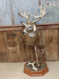 Main Frame 6x5 Whitetail Half Body Taxidermy Mount