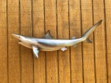 Reproduction Sand Shark Taxidermy