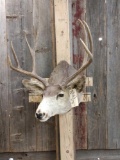 3x4 Mule Deer Shoulder Mount Taxidermy