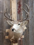 5x5 Mule Deer Shoulder Mount Taxidermy